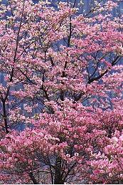 《全面战争：战锤3》将重制攻城战系统 下半月推出测试版收集反馈